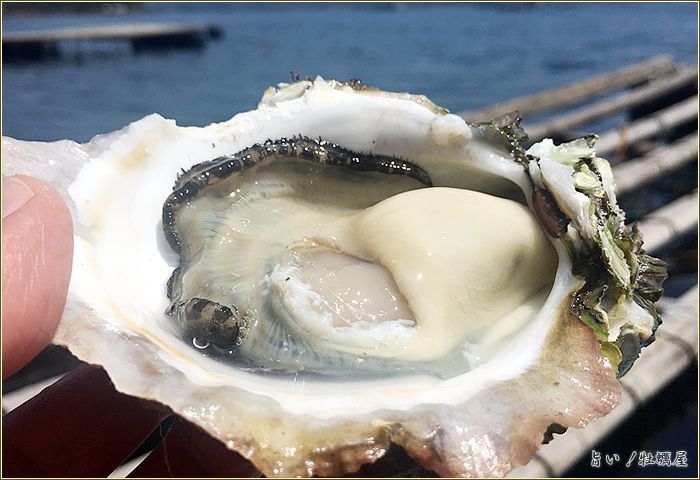 鹿児島諸浦島の岩ガキ「天海岩牡蠣」