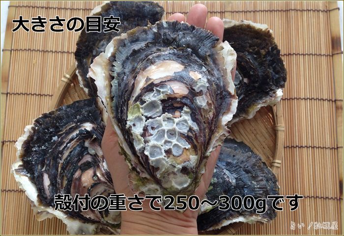 鹿児島諸浦島の岩ガキ「天海岩牡蠣」