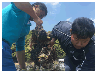 天海岩牡蠣の養殖の様子