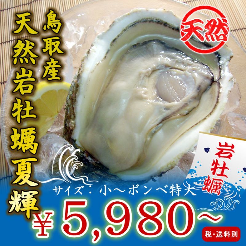 鳥取産　天然岩牡蠣「夏輝」