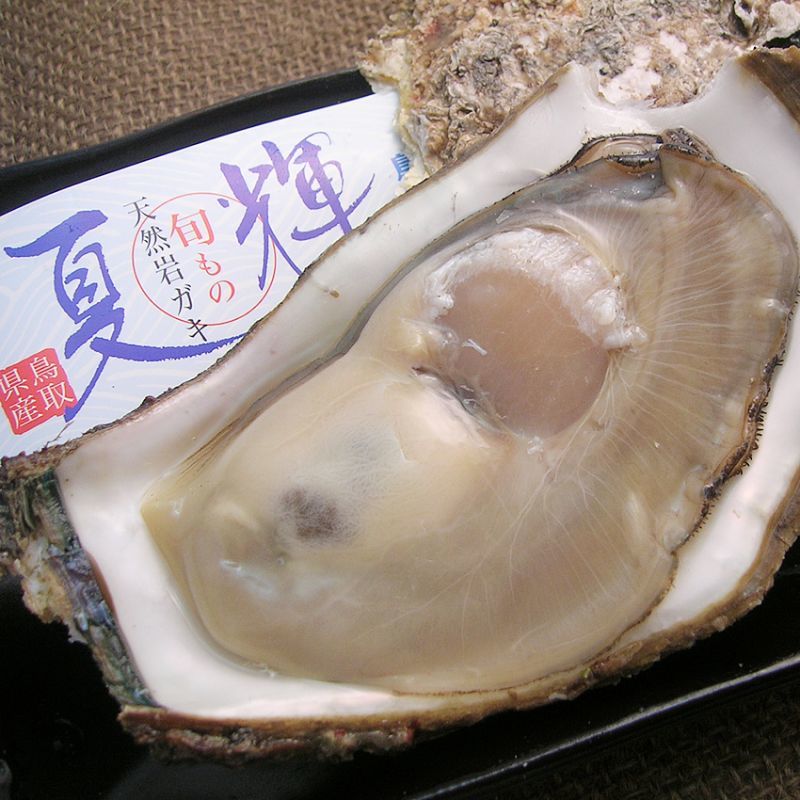 鳥取産 天然岩牡蠣 夏輝 を産地直送 牡蠣の通販専門店海鮮直送 旨い 牡蠣屋