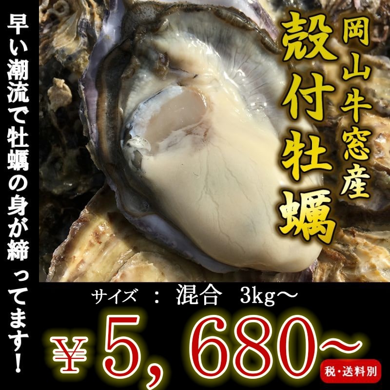 岡山牛窓産　殻付牡蠣