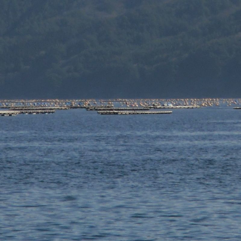 山田湾の殻付牡蠣